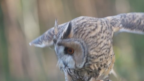 long eared owl, Asio otus, flaps the wings, shot in the forest,  slow motion
