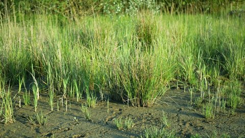 Drought wetland, swamp clay rushes Juncus drying up cracked soil crust earth climate change, environmental disaster and earth cracks, death for plants tree wood, soil dry degradation pond lake