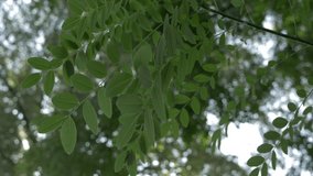 Close up backlight tree leaves moved by the wind. Blured effect, real time 4K