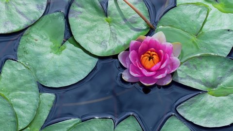 pink lotus water lily flower and green leaves in pond