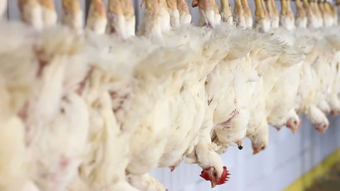 Food industry, poultry meat processing plant, chicken on production line