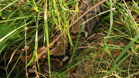 A beautiful Python body with an ornamental bright pattern glides on the grass. Animals in the wild