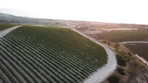 vineyards at sunset in Sardinia Island, Italy