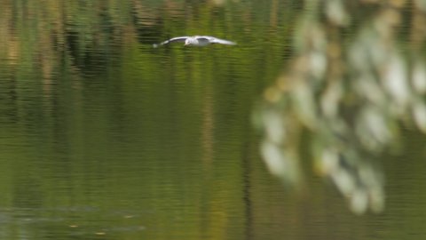 wildlife birds Europe - seagull flying over river