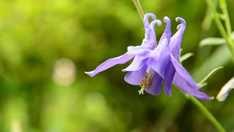 Blue columbine flower on green background, side view
