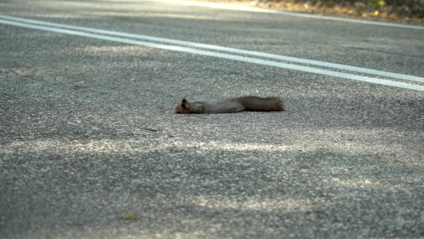 A dead squirrel lies on the road, just been killed by a car. Death of wild animals on the roads.