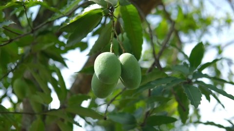 Some fresh mangos or mango hanging on green tree with bright sun light at Pekanbaru.

the mangos looks delicious.