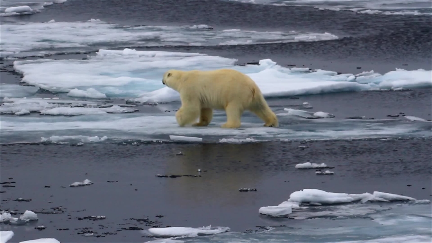 Polar bear wandering on frozen Ocean, Svalbard
Polar bear Walking on waving  Melting broken sea ice in arctic sea
 Royalty-Free Stock Footage #1063478569