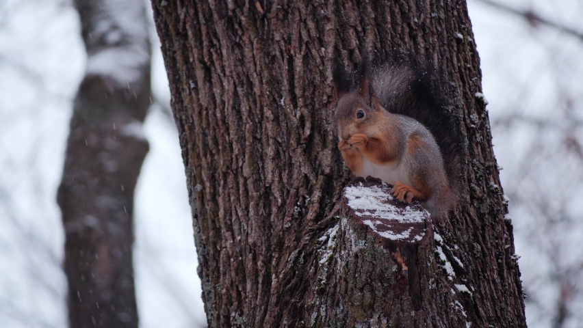 Eurasian red squirrel sits on a branch and eats a nut in the snow.   | Shutterstock HD Video #1063480858