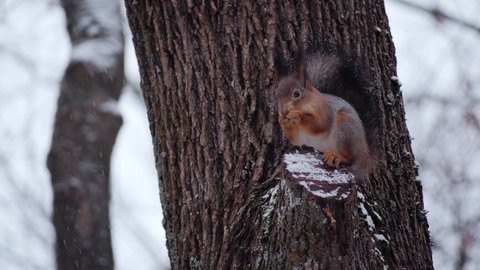 Eurasian red squirrel sits on a branch and eats a nut in the snow.  
