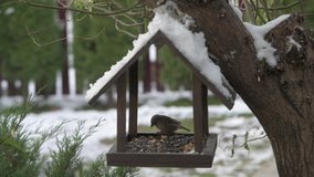 Group of birds in bird feeder feeding and flying around the wooden birdhouse in wintertime in garden. UHD 4k video