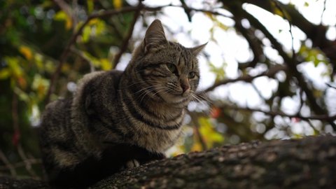 close-up shot of beautiful gray striped cat sitting on a tree waking up and yawning