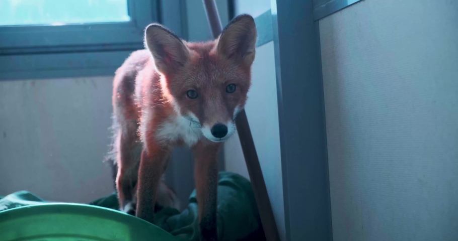 
A fox living in an apartment