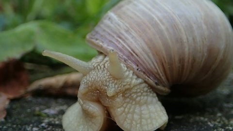 Impressing super macro close up video footage of snail eyes comming out. Helix pomatia snail close up