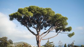 Italian stone pine or umbrella pine or parasol tree. Beautiful tree against a blue sky in the south of France.