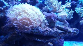 A beautiful anemone that moves smoothly and white in blue water