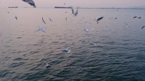 Slow motion shot of seaguls catching food in water