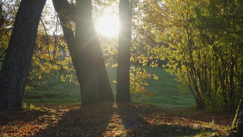 Morning in Pavlovsk Park. Rays of sunlight through autumn leaves, St. Petersburg, Russia.