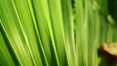 extremely close-up, detailed. palm leaves. abstract natural background.