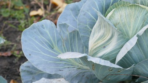 Fresh cabbage grows on the farm in the vegetable garden in the ground. Vegetables. Cultivation. Greenery. Agricultural plantation