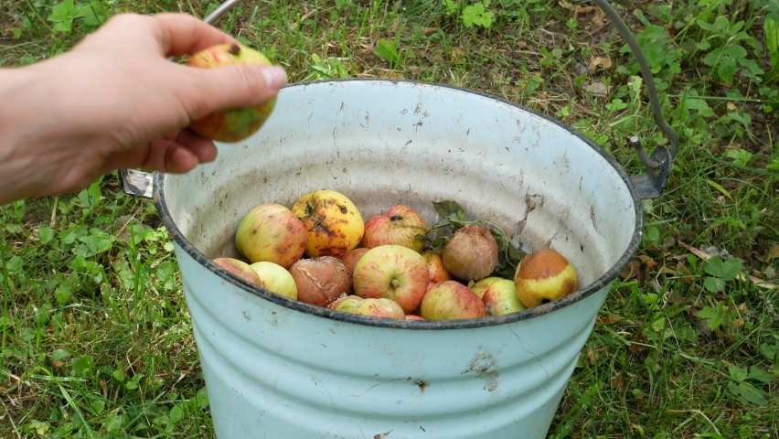 A hand throws rotten apples into a bucket. Fruit for compost, gardener in the garden 4K video.