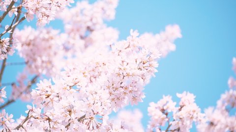 Blowing Cherry Blossoms or Sakura Flowers under The Blue Sky in Spring, Floral Image, Nobody