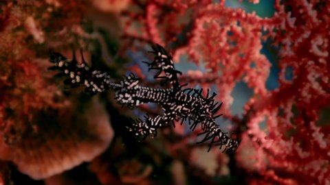 The ornate ghost pipefish or harlequin ghost pipefish, Solenostomus paradoxus, is hiding in a feather star Crinoids, Raja Ampat, Indonesia