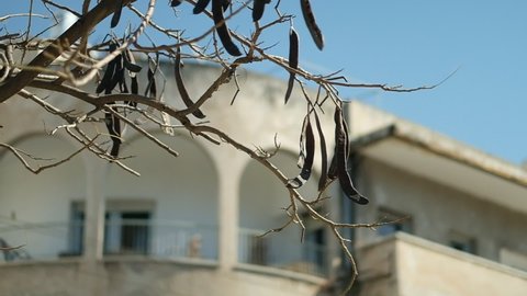 An established Carob tree branches carrying fruit in focus with old "Bauhaus" building in the (out of focus) background, shot in slow motion. Tel Aviv, Israel.