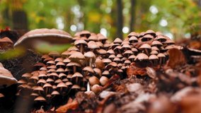 Bunch of mushrooms in the forest in autumn time in natural light