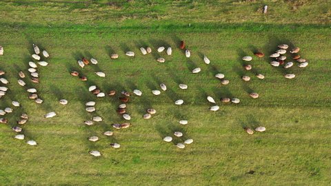Sheep on a meadow. Herd of domestic animals returning to farm from pasture. Small dots of white and brown sheep moving on field. Top aerial view.