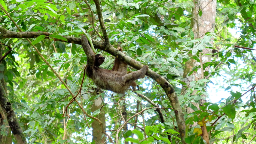 Wild Sloth Climbing On Tree In Natural Jungle Forest  Royalty-Free Stock Footage #1063526509