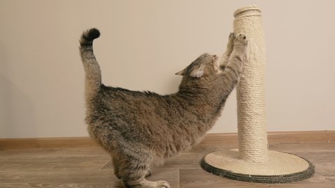 Scratching post. The cat scratches the scratching post with its claws.