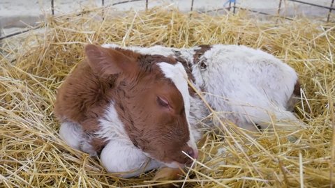 Calf in straw.A newborn calf lies in the straw and looks around. Close up