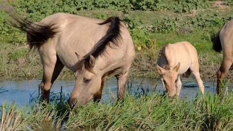 Slow motion, Wild horses mare with a foal grazes in a green meadow near the river. Wild Konik or Polish primitive horse. Ermakov island, Danube Biosphere Reserve in Danube delta, Ukraine