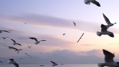 Slow motion footage of silhouette seagulls on sunset at Bostanli Izmir.