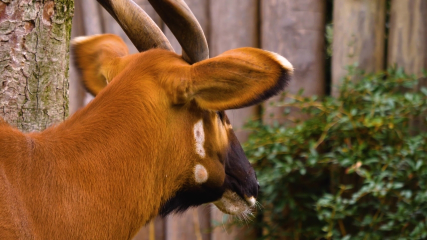 Close up of African mountain Bongo antelope on a sunny day	