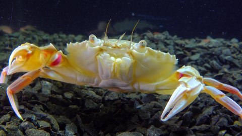 Medium shot, portrait of a Swimming crab (Macropipus holsatus), Black Sea