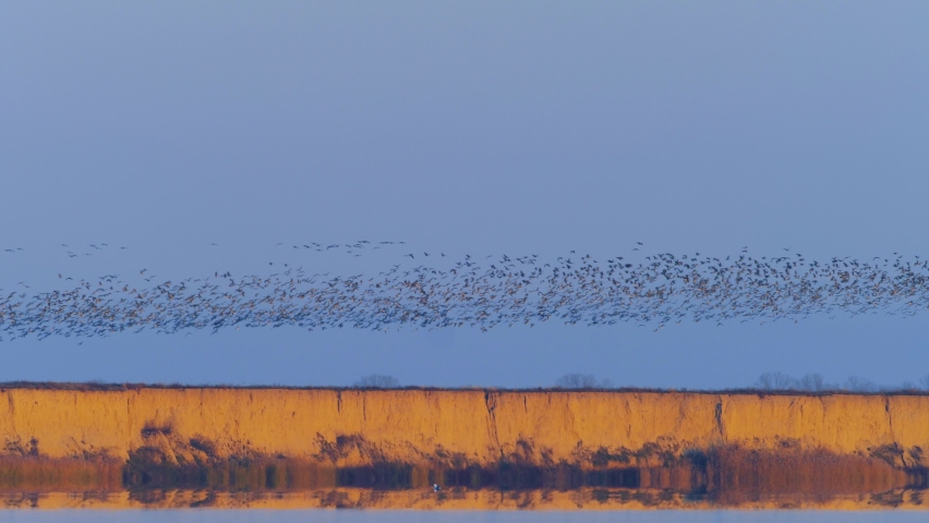 flock of wild geese flying over the river on autumn morning, Dobrogea, Romania