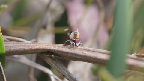 high frame side view of a maratus volans peacock spider's strange mating display