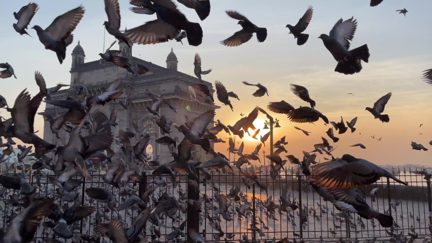 Pigeons flying near Gateway of India Mumbai Maharashtra during sunrise | Shutterstock HD Video #1063542388