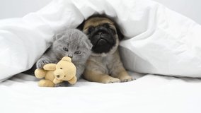 Pug puppy sleeping under a blanket next to a kitten playing with a teddy bear