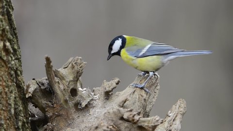 Small forest birds, Eurasian nuthatch and Great Tit eating seeds on tree stump.