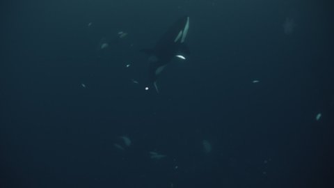 Underwater video as a killer whale floats to the surface to gain air. Hunt in ocean for herring near fjords of Tromso. Exclusive footage Filmed on a RED camera during a scientific expedition to Norway