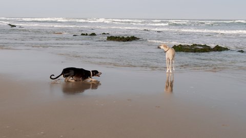 A brown and a black Sloughi dog (Arabian greyhound) play at the beach in Essaouira, Morocco.