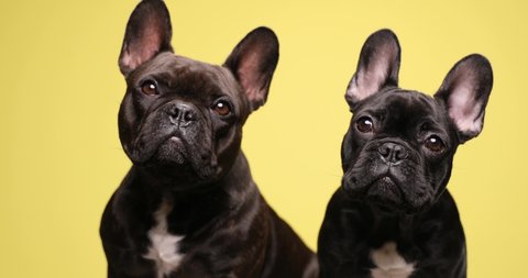 adorable mother and son French bulldog puppies curiously looking up and sitting on yellow background in studio