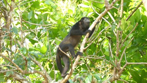 Mantled howler monkey climbing a tree and jumping across branches.