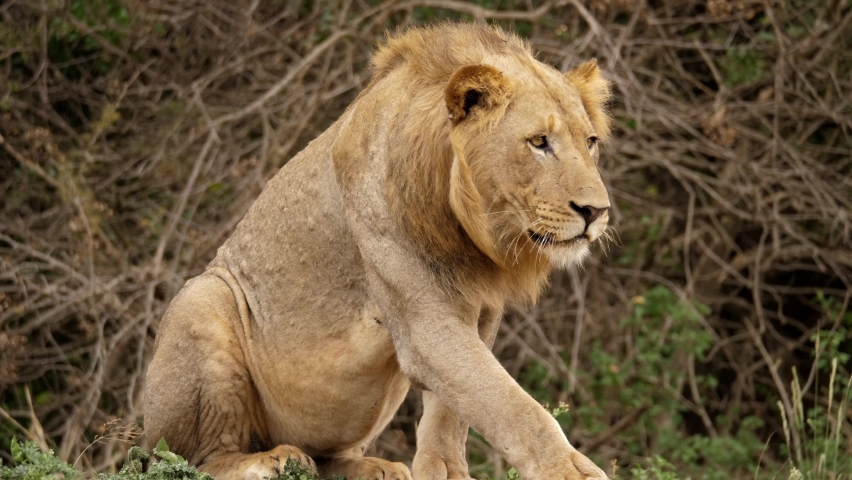 Kruger National Park Footage Videos And Clips In Hd And 4k