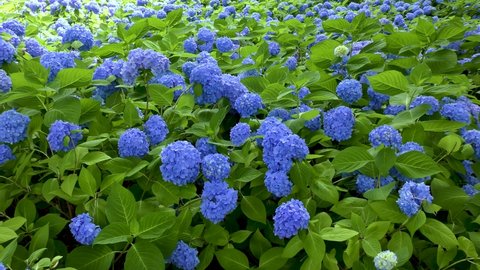 Blue hydrangea blooming all over