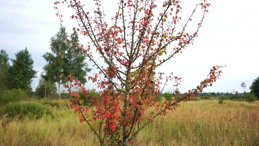 red leaves on a lonely wild tree in a field, autumn. Beautiful nature
