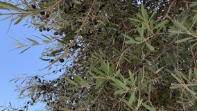 Black ripe olives on a branch of an olive tree are moving on wind with a blue sky background. 4k stock footage.